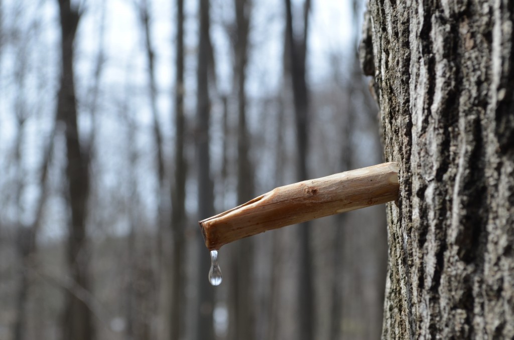 Native Americans used wooden spiles to tap their trees.